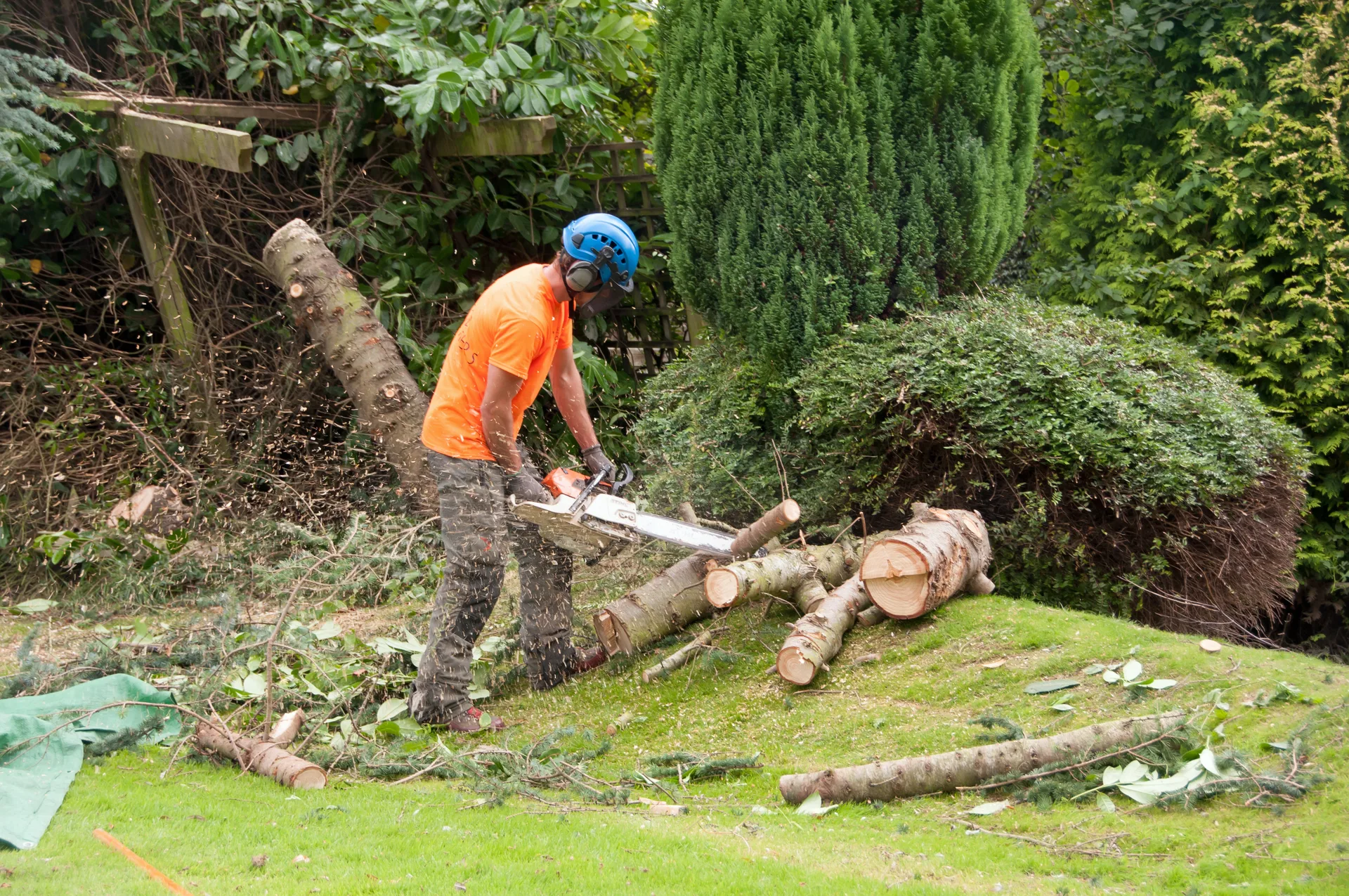 Professional tree surgeon working at height
